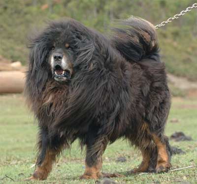 人們養狗的目的